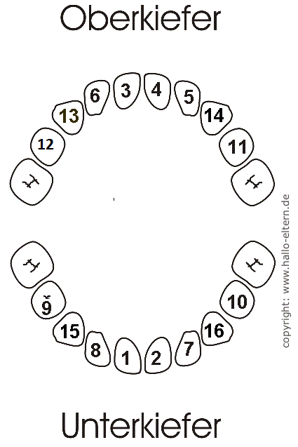 Zahnkalender Sophie Schmeling